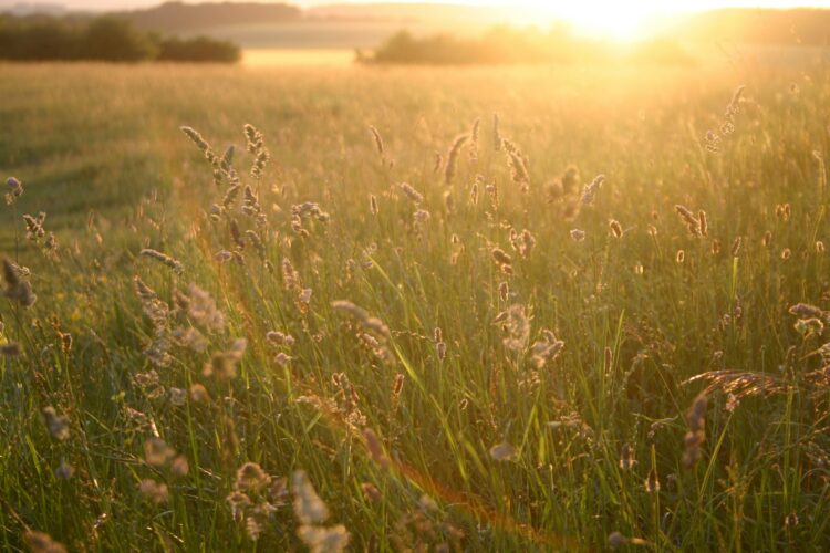 countryside at badbury rings in Dorset