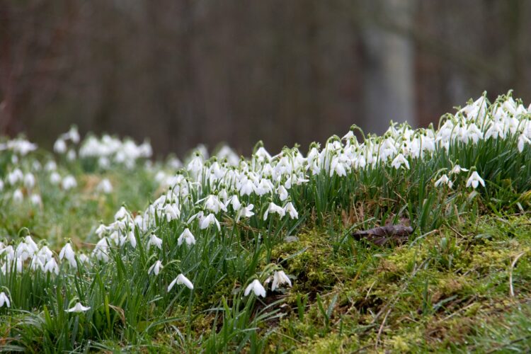 kingston lacy snowdrops