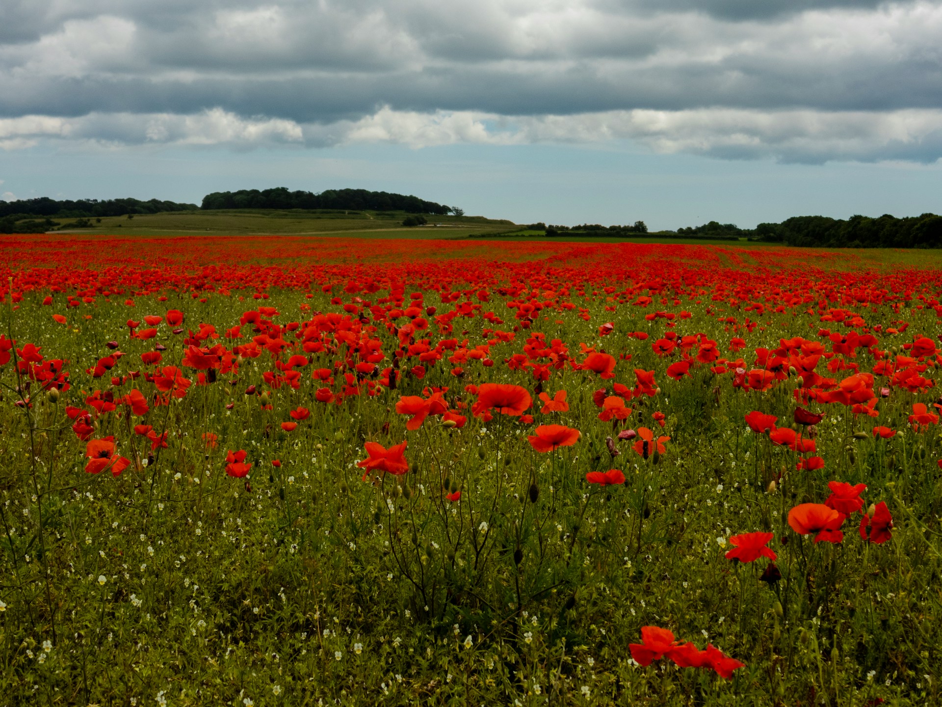 field of poppies at badbury rings