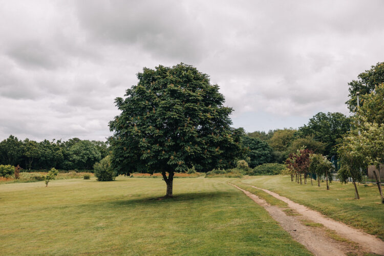 enclosed dog walking field
