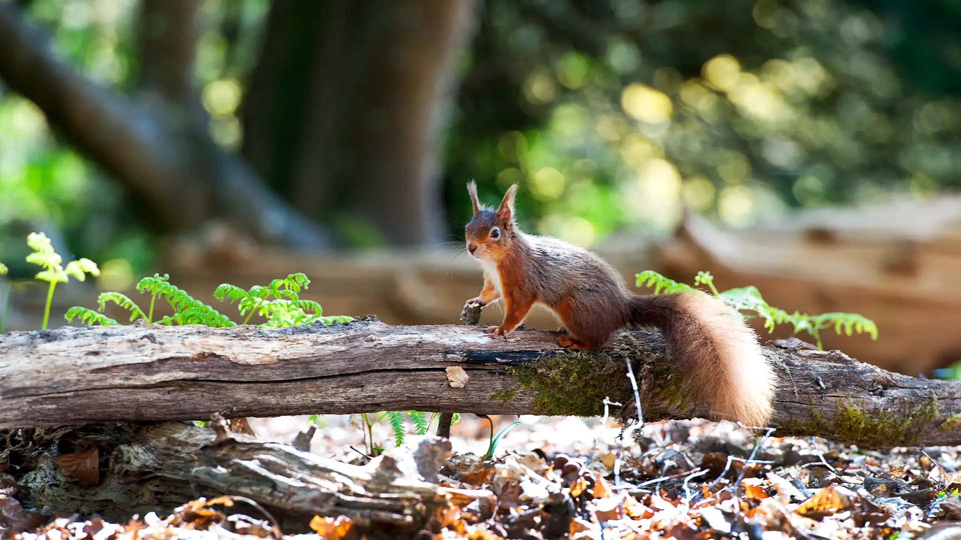Red Squirrel on Brownsea Island in Dorset