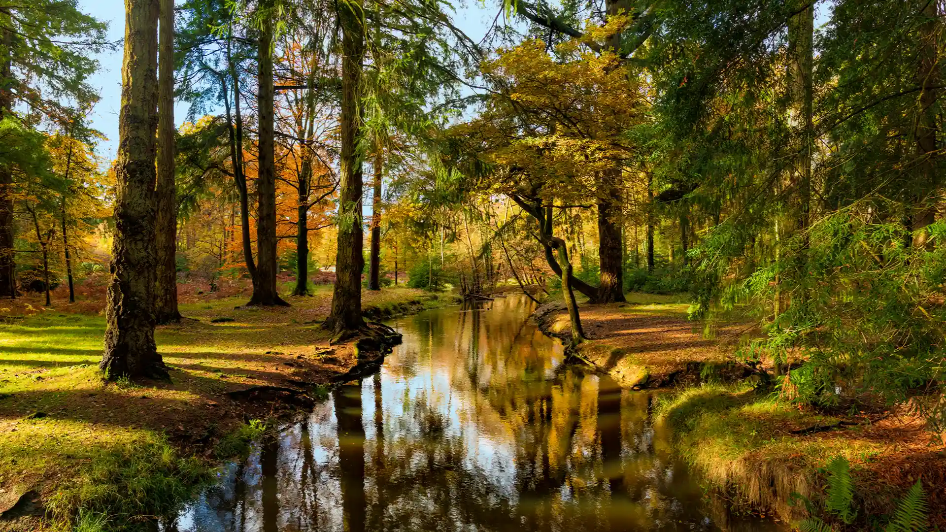 New Forest in Autumn