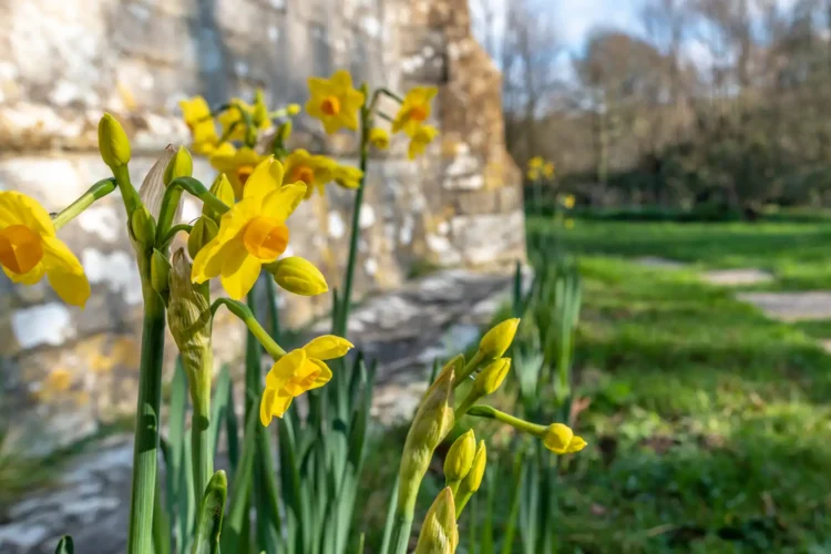 Daffodils Near Historic Building